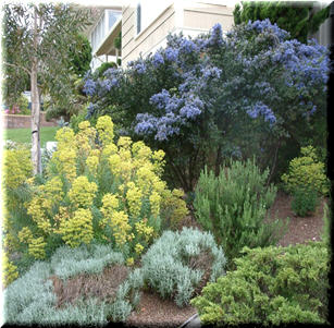 Shrub Borders