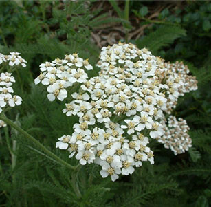 Native Perennials