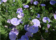 Dwarf Morning Glory