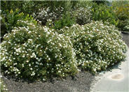 Hybrid White Rockrose