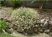 Santa Barbara Daisy, Mexican Daisy