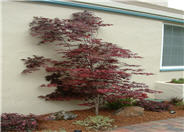 Ribbonleaf Japanese Maple