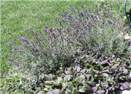 Hidcote Lavender