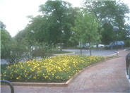 Hidcote Goldencup St. Johnswort