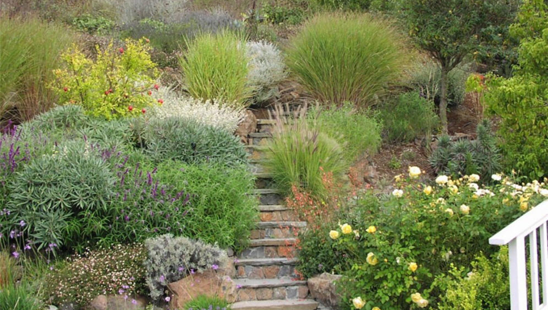 Stone steps climbing a hillside planted with ornamental grasses, silver-leaved shrubs, purple salvia and yellow roses