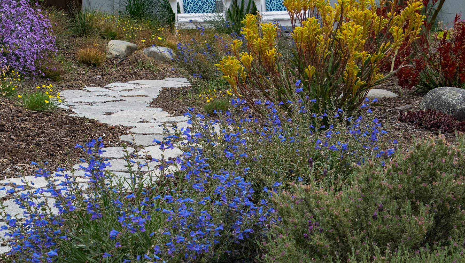 Stepping-stone path through blue salvia, with yellow kangaroo paw flowering behind