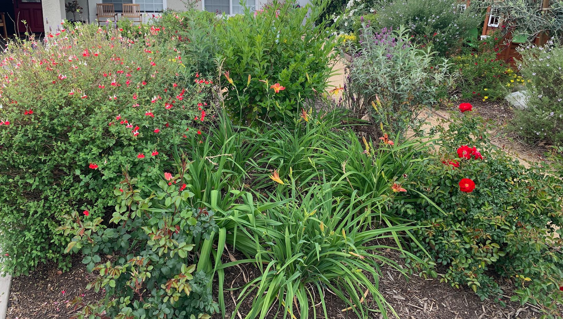 Densely planted bed of red-and-white Hot Lips salvia, apricot daylilies and red roses, with silver-leaved shrubs and a decomposed-granite path behind