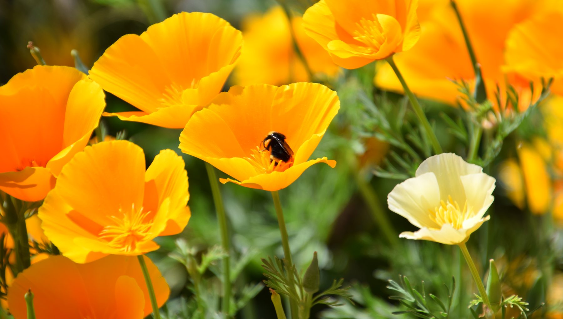 California poppies in close-up, a bumblebee feeding inside one orange flower