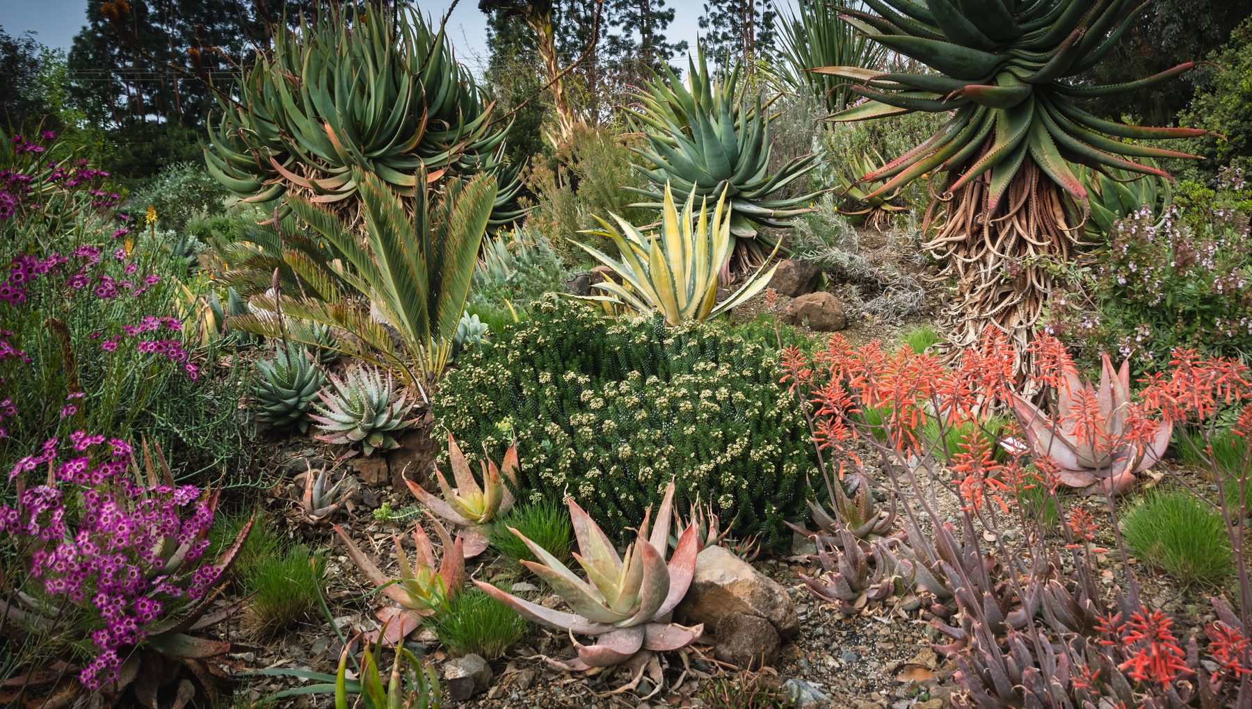 Close planting of aloes, agaves and rosette succulents threaded with magenta ice plant flowers